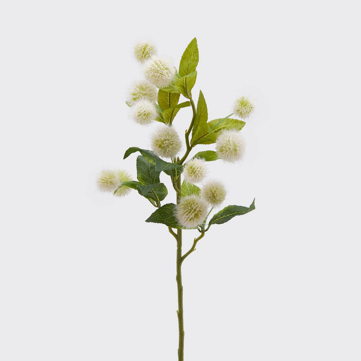 EDG Enzo De Gasperi Realistic Cephalantus Olis Branch 65cm White