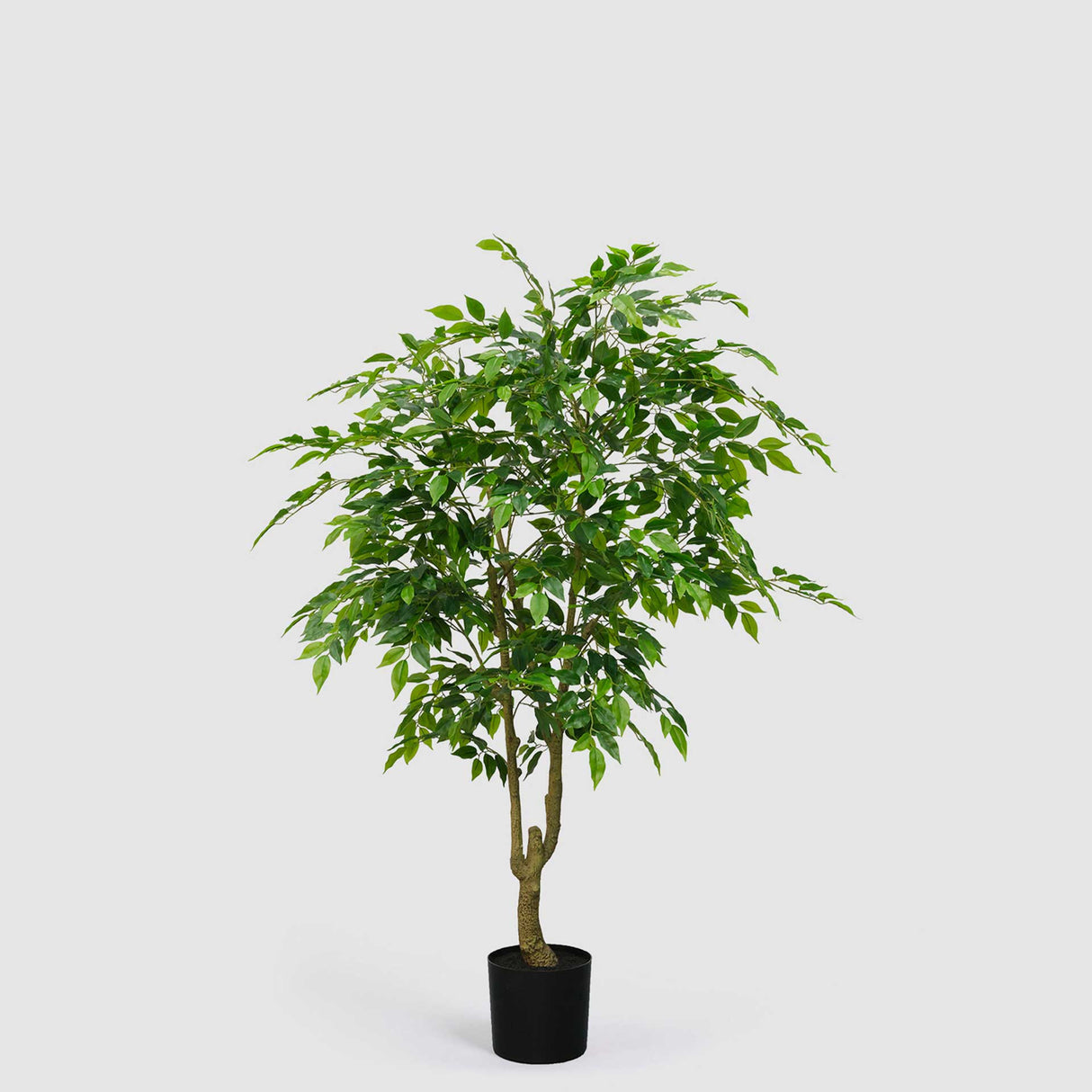EDG Enzo De Gasperi Ficus Benjamin Artificiale con Vaso Vogue 156cm