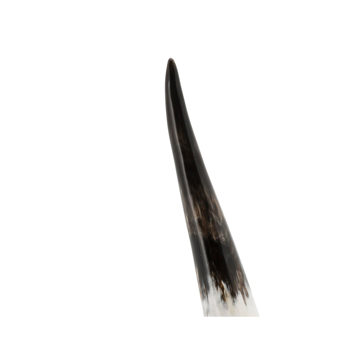 ABHIKA Corno Decorativo 56cm Naturale Base Metallo