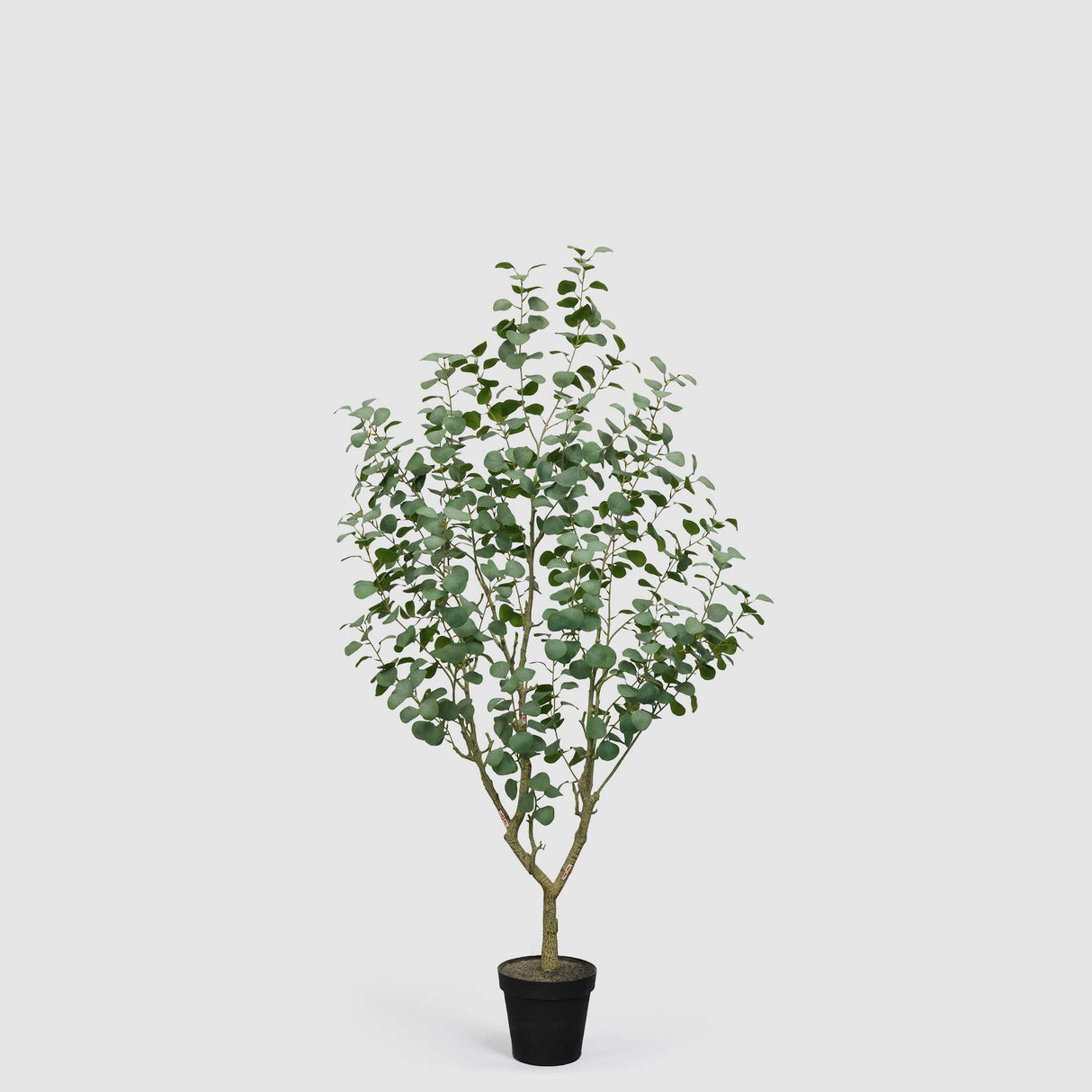 EDG Enzo De Gasperi Eucalipto Artificiale con Vaso Vogue 190cm