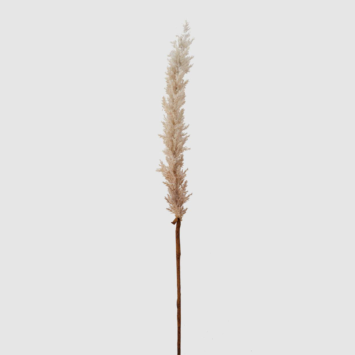 EDG Enzo De Gasperi Marsh Reed Drt Realistic Branch 100cm Ivory