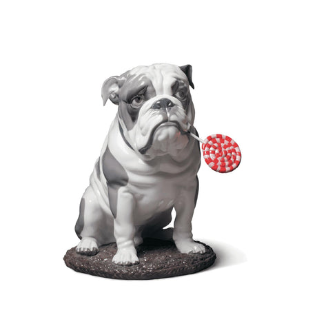 Lladró Figurina Cane Bulldog con Leccalecca 33x33cm Porcellana