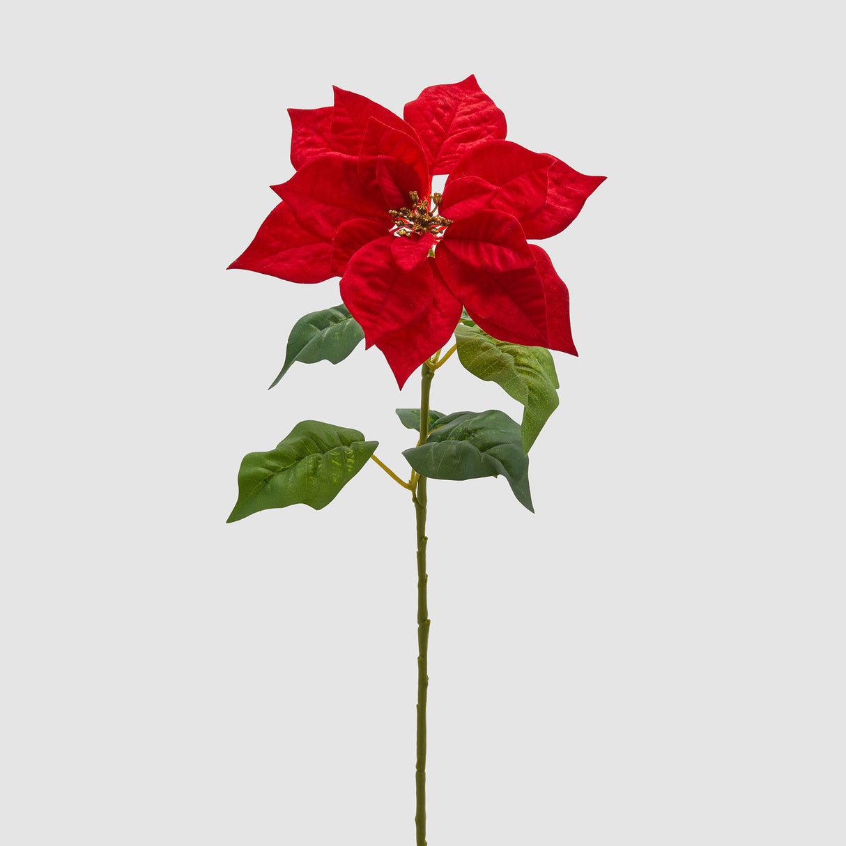 EDG Enzo De Gasperi Stella di Natale Ramo con Foglie 70x25cm Rosso