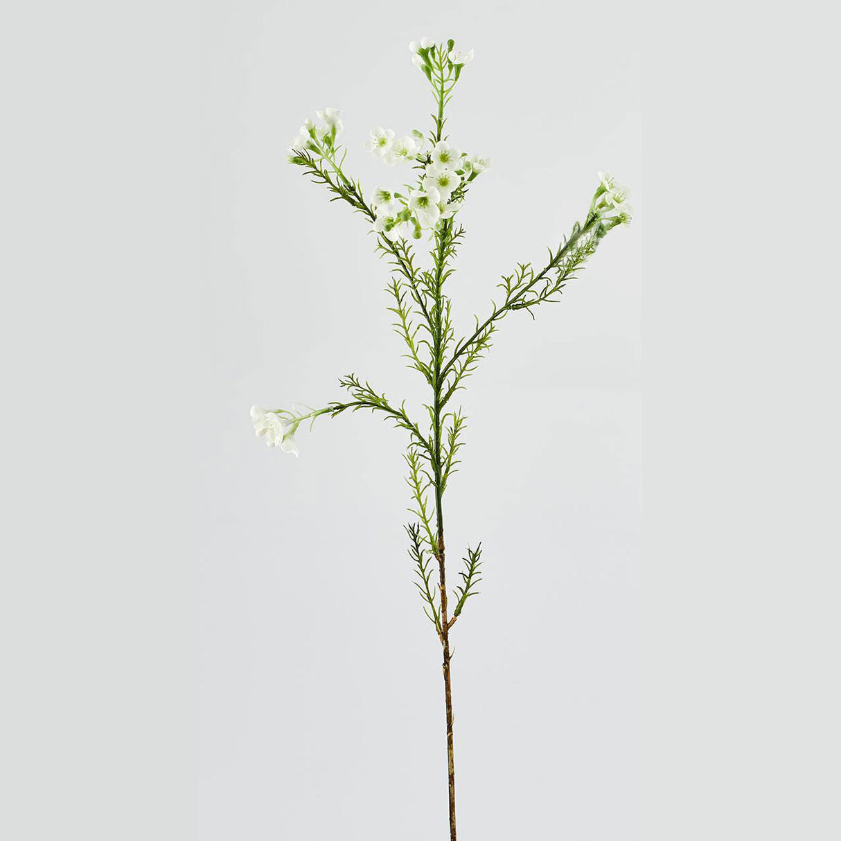 EDG Enzo De Gasperi Plumaggine Ramo Realistico 67cm Verde Bianco