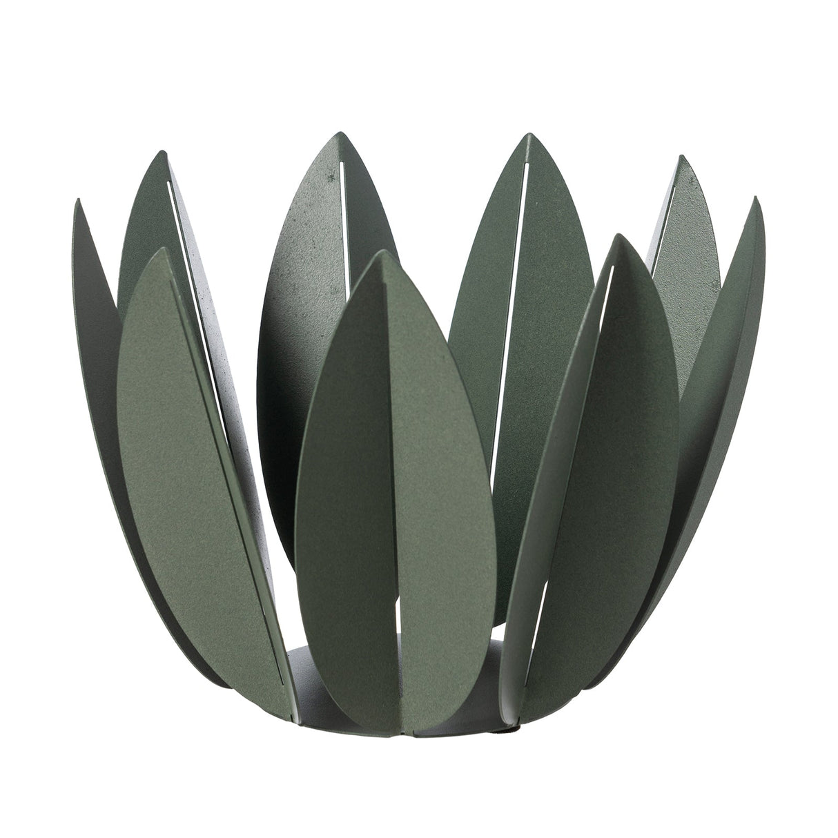 ARTI & MESTIERI Agrumiera Ficus Verde Salvia